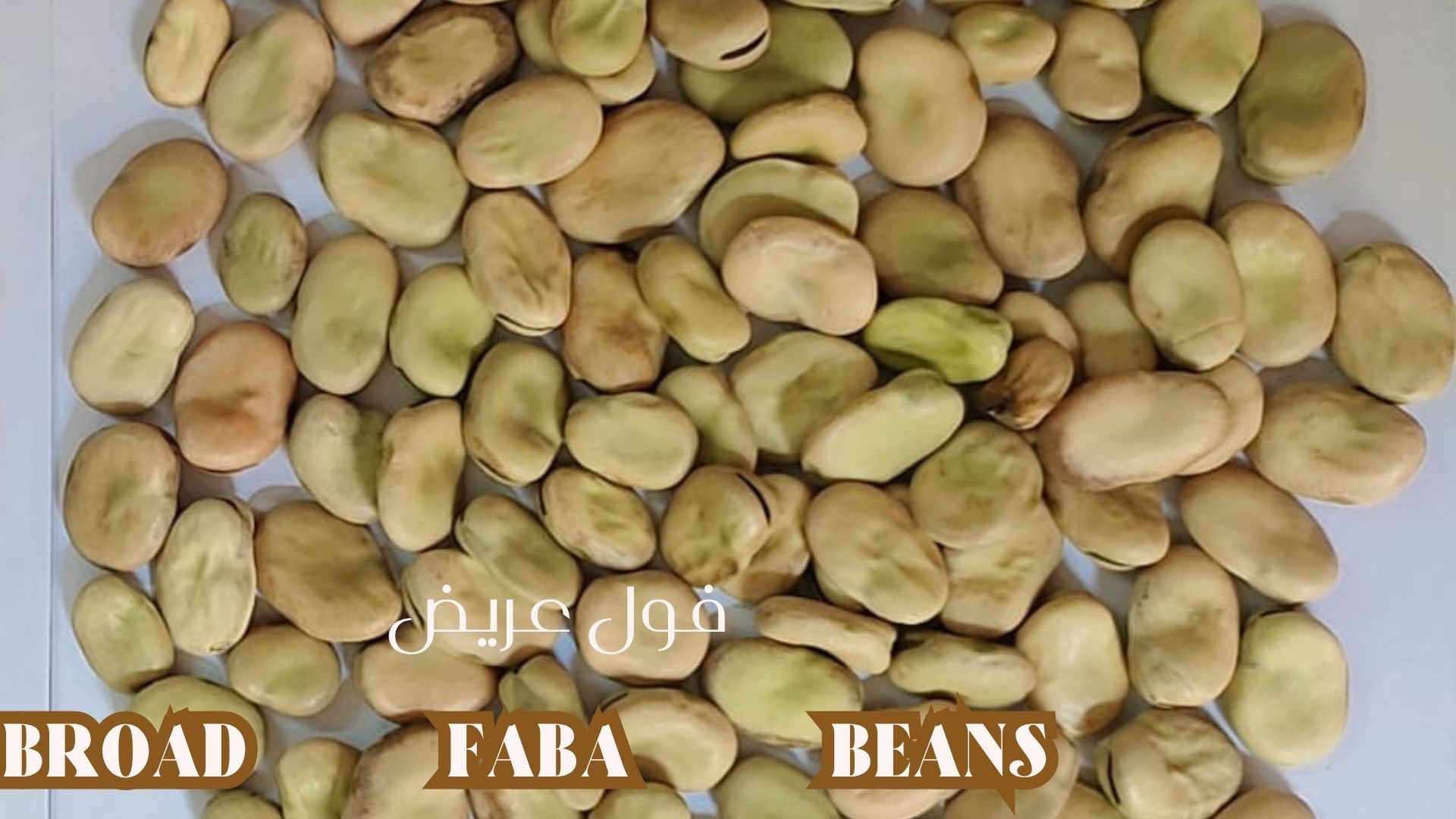 Broad faba beans